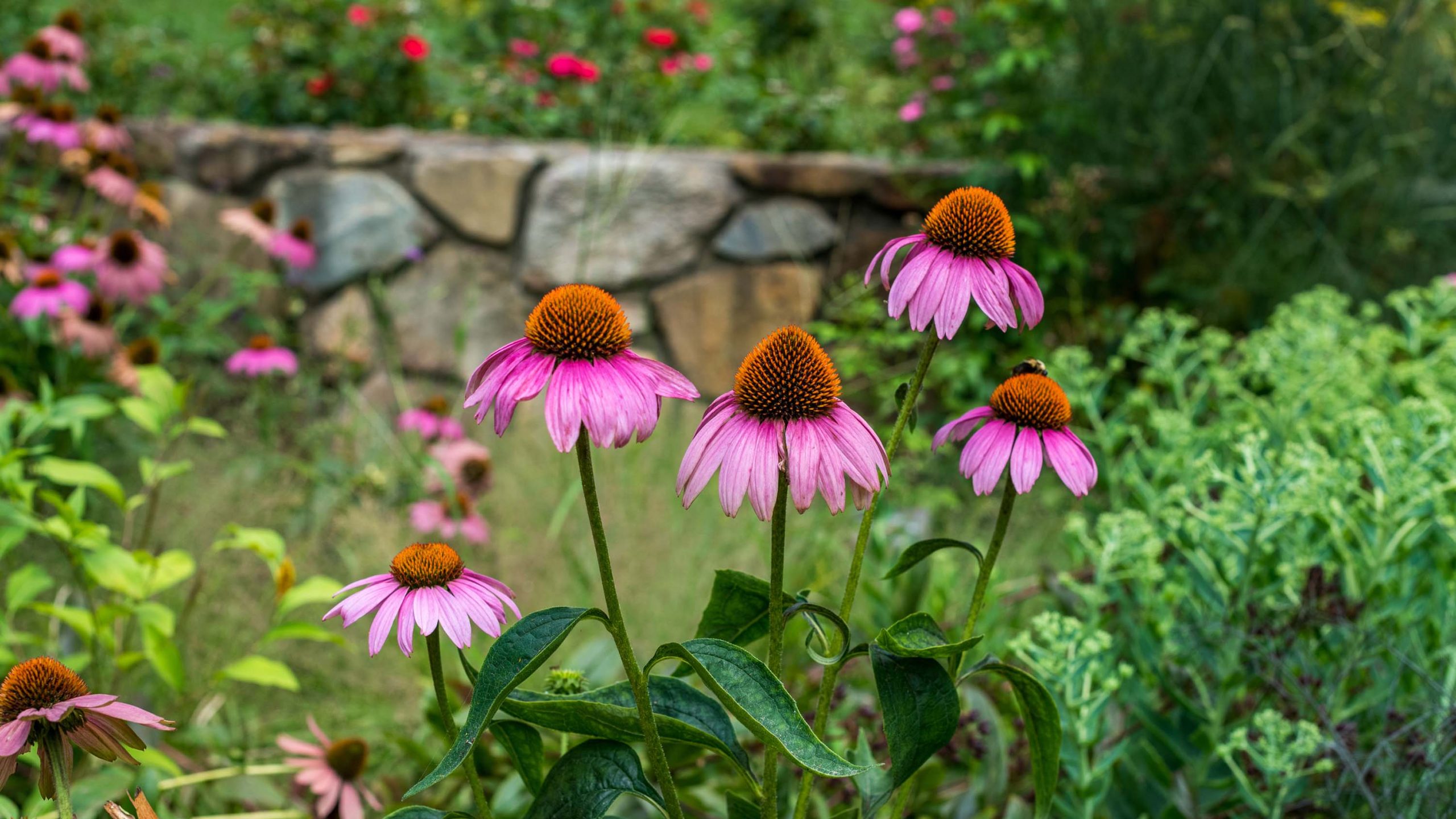 Bright pink coneflowers in front of a stone wall.