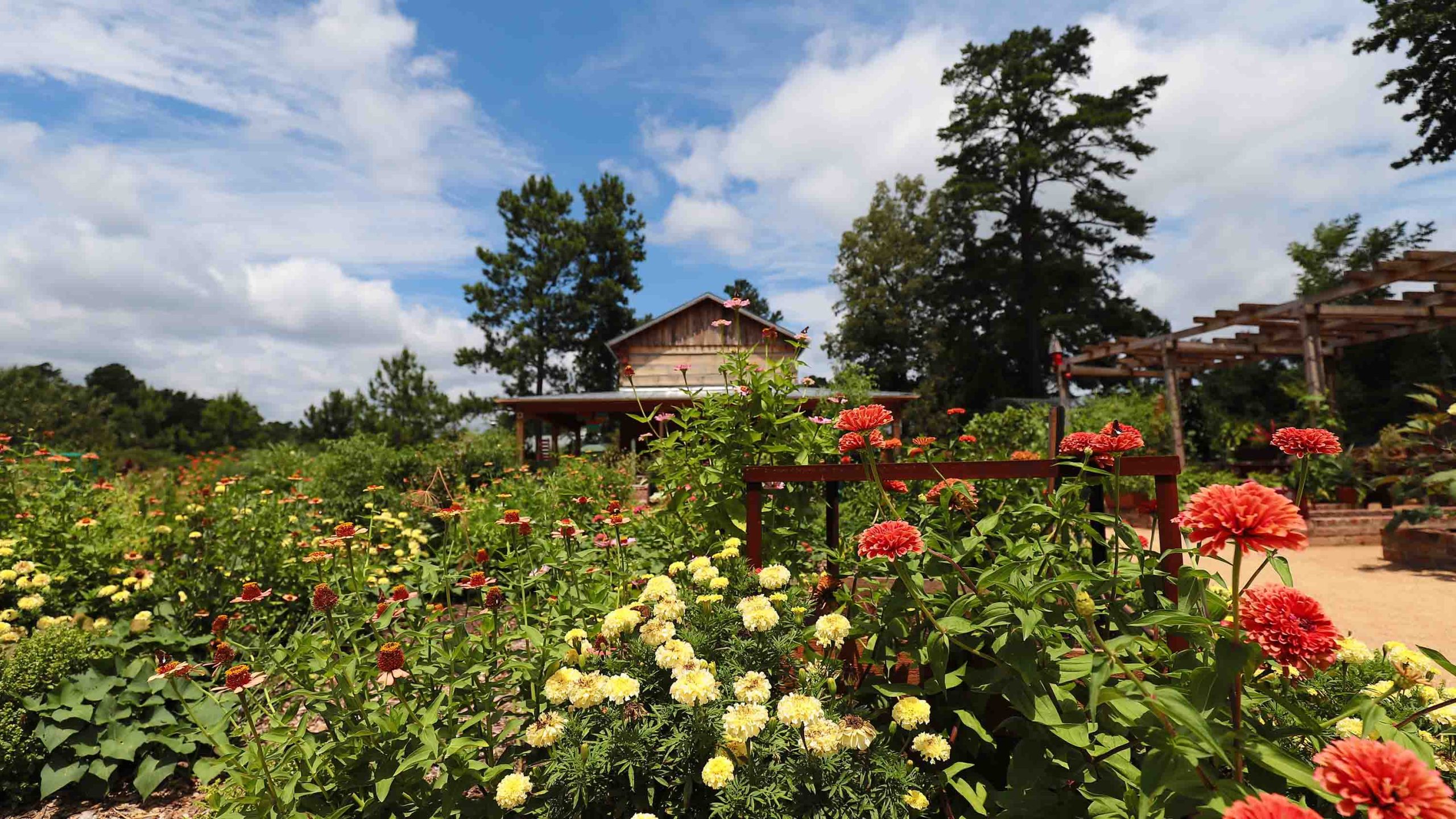 Zinnias and other flowers in front of a wooden tobacco barn in the Discovery Garden