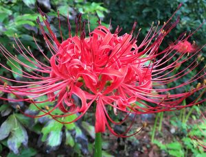 Close-up of a red spider lily in bloom.