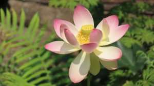 Close-up of a pink and white lotus flower with a yellow center, and ferns and other leafy plants surrounding it.