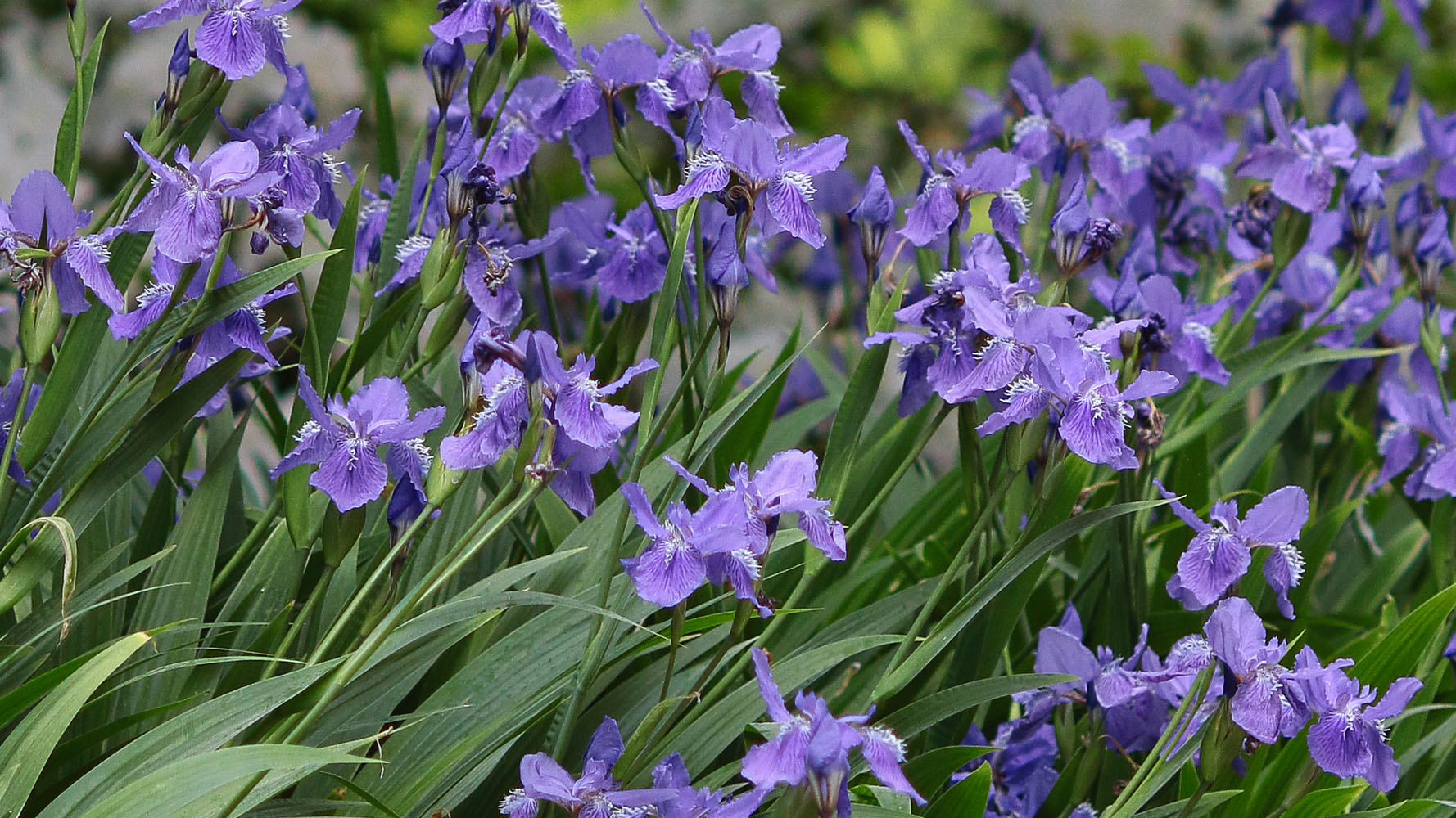 A sea of purple Japanese roof irises