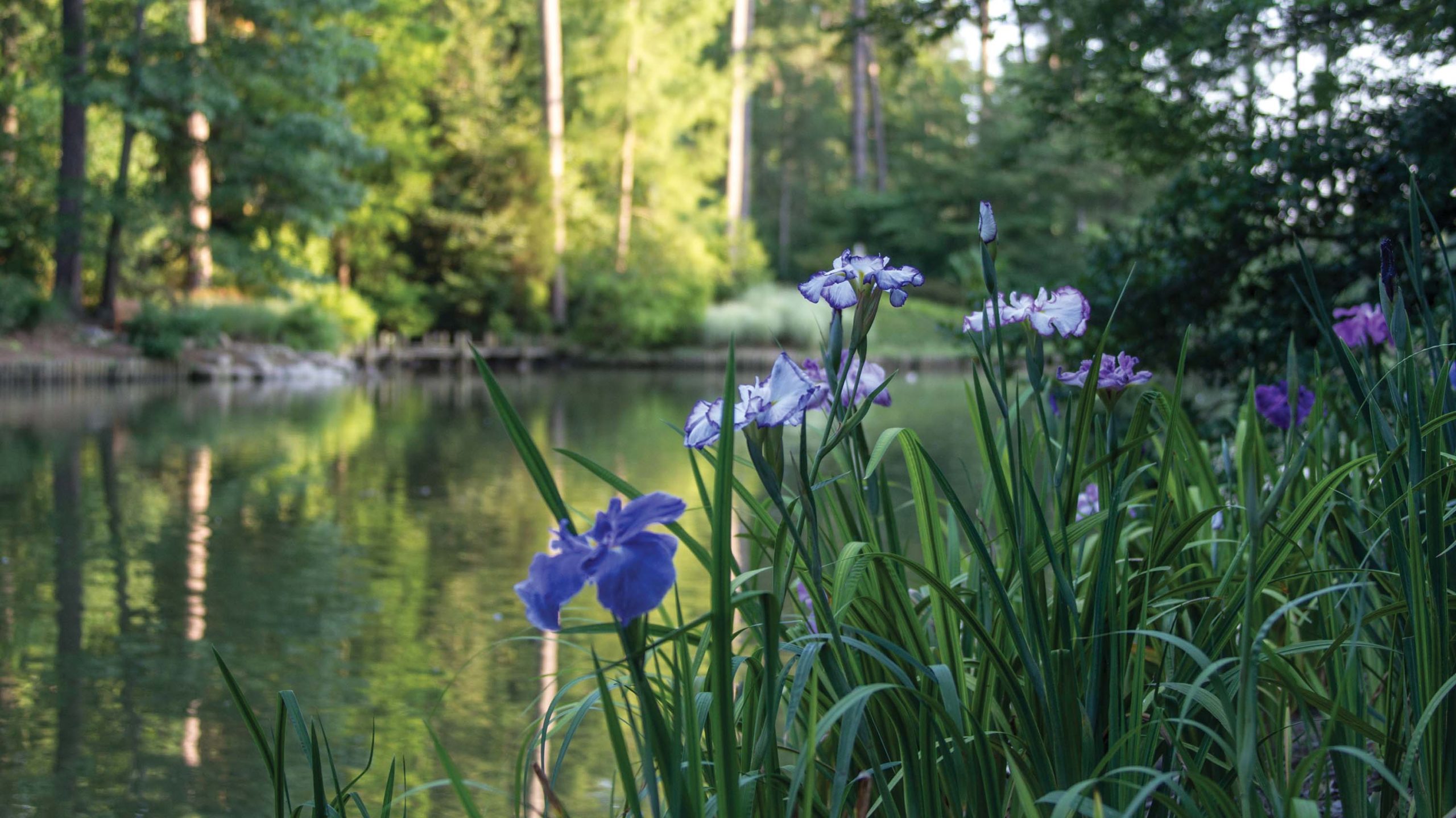 A group of irises in front of a large pond.