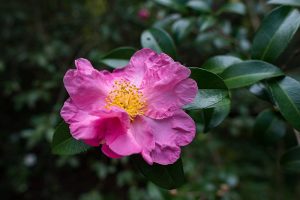 Pink sasanqua camellia flower in bloom.