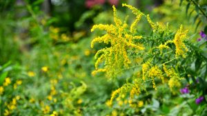 Close-up of delicate yellow flowers on a shrub, with green leaves and more shrubs in the background.