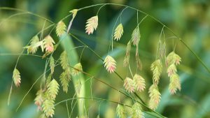 Close-up of delicate river oat grasses with a soft-focus background.