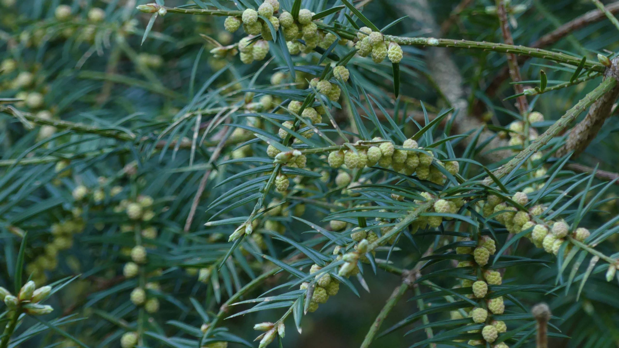 A close-up image of the torreya evergreen plant