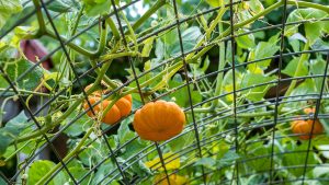 Three fist-sized orange pumpkins growing on a metal trellis with green, leafy vines.