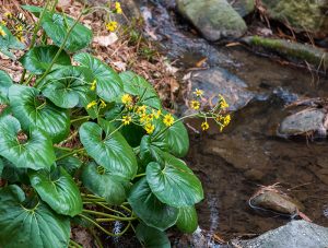 Heart-shaped foliage of leopard plants beside a flowing stream.