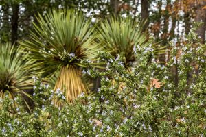 Blue rosemary flowers and foliage.