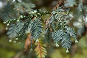 Coast redwood foliage and developing cones.