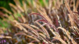 Close-up of brown and purple toned grasses.