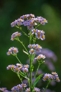 Purple Tatarian aster flowers in bloom