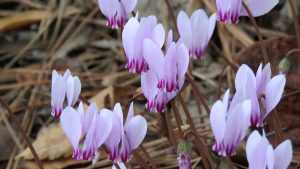 Close-up of a dozen pale purple-pink flowers, with pine straw and brown leaves in the background.