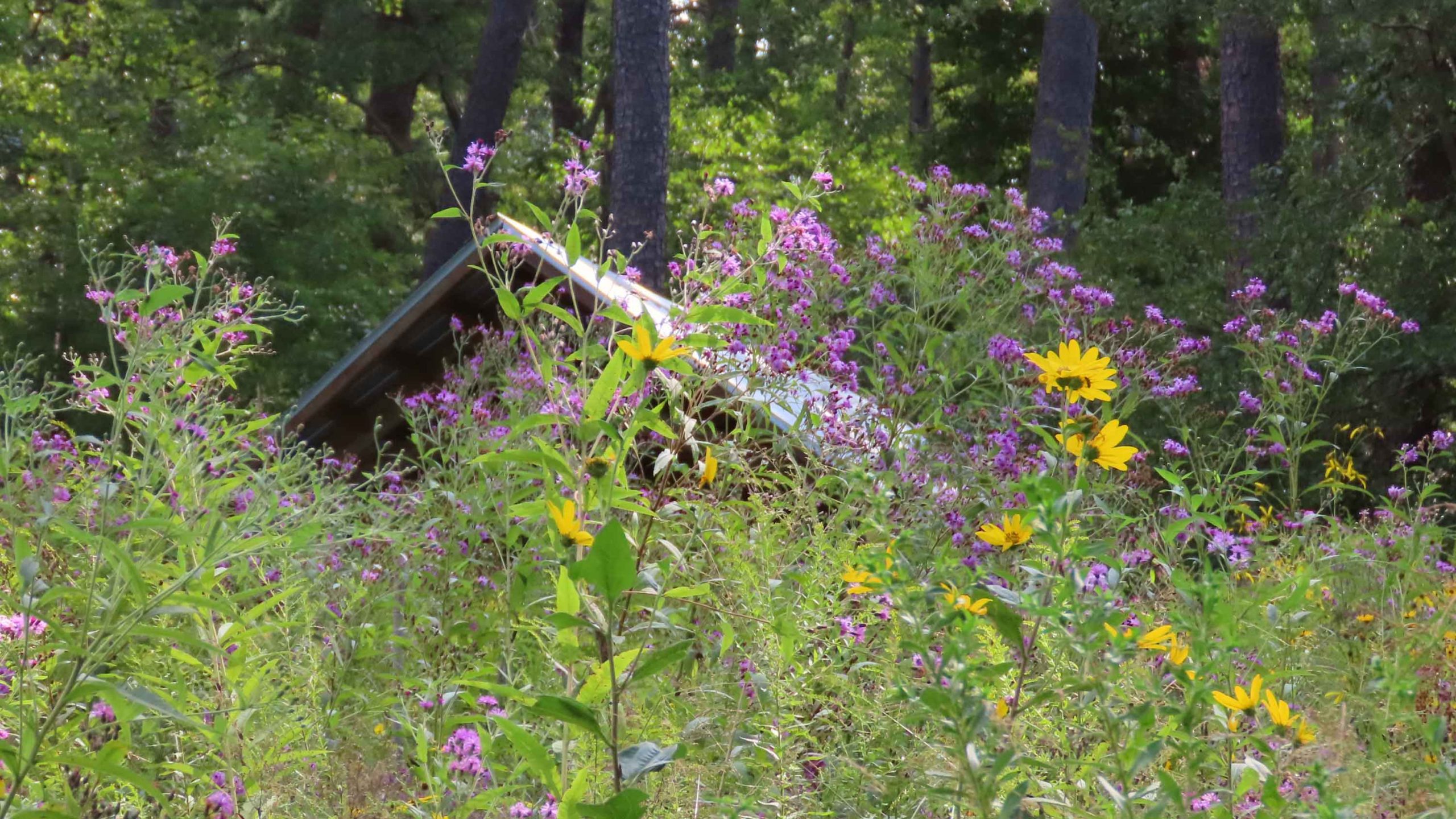 Purple and yellow wildflowers in front of a sloped roof of a nearby building in the distance