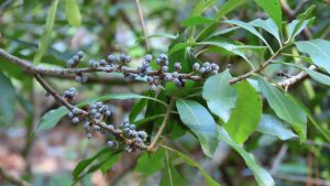 Close-up of a branch of a shrub with dark green leaves and deep blue-purple berries.