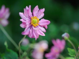 Pink Japanese anemone flower with a background in soft focus.