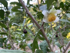 Close-up of a white tea camellia flower on a leafy branch