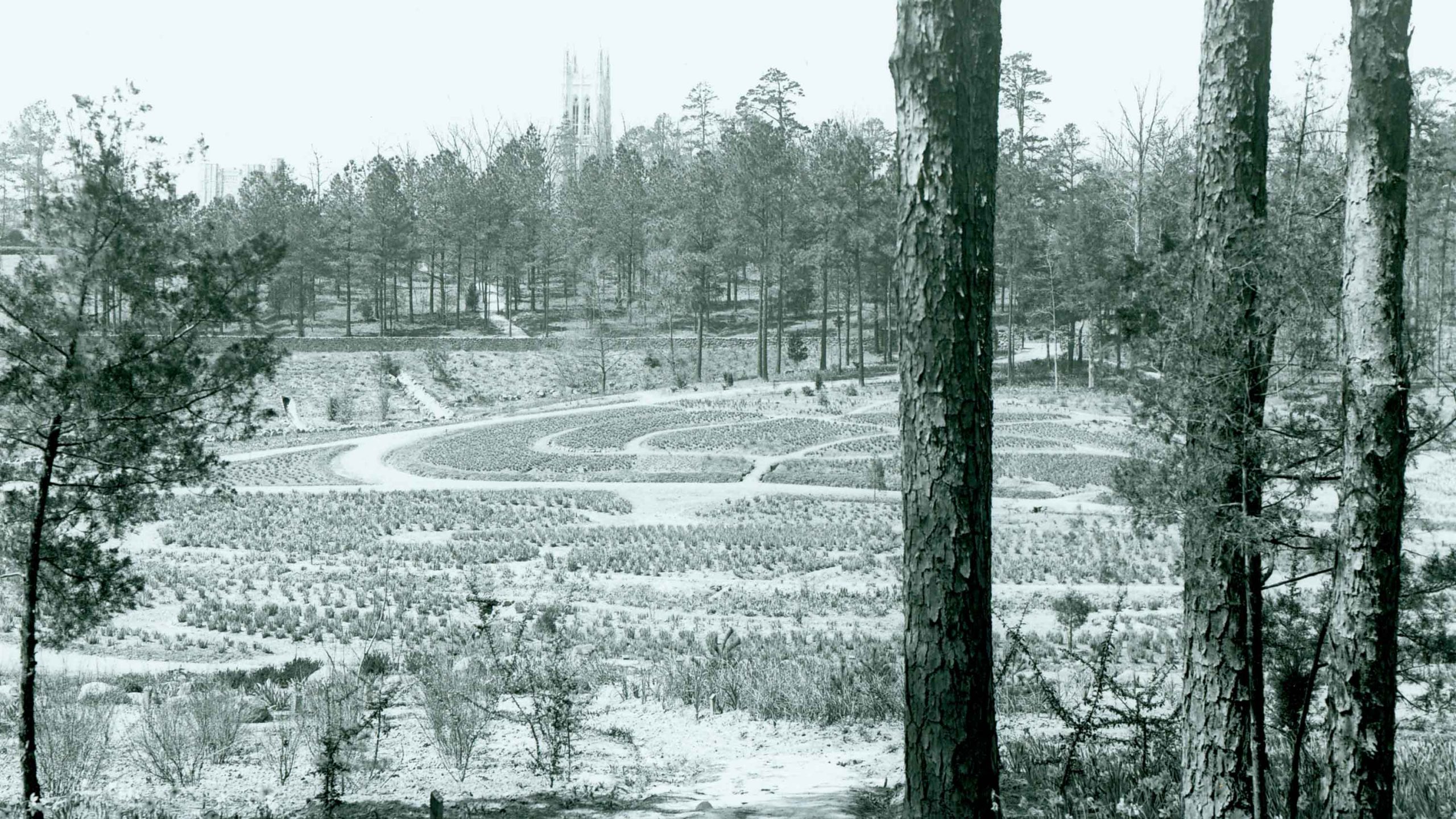 A black-and-white photograph of garden beds in a basin with trees in the foreground.